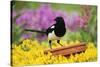 Magpie Perched on Plant-Pot in Garden-null-Stretched Canvas
