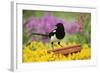 Magpie Perched on Plant Pot in Garden-null-Framed Photographic Print