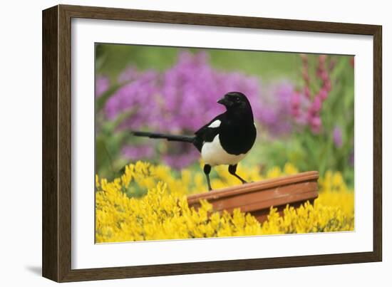 Magpie Perched on Plant Pot in Garden-null-Framed Photographic Print