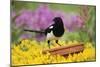 Magpie Perched on Plant Pot in Garden-null-Mounted Photographic Print