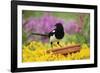 Magpie Perched on Plant Pot in Garden-null-Framed Photographic Print