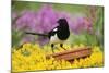Magpie Perched on Plant Pot in Garden-null-Mounted Photographic Print