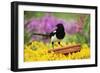 Magpie Perched on Plant-Pot in Garden-null-Framed Photographic Print