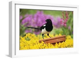 Magpie Perched on Plant-Pot in Garden-null-Framed Photographic Print