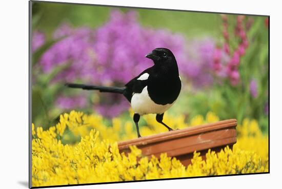 Magpie Perched on Plant-Pot in Garden-null-Mounted Photographic Print