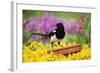 Magpie Perched on Plant-Pot in Garden-null-Framed Photographic Print