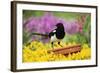 Magpie Perched on Plant-Pot in Garden-null-Framed Photographic Print