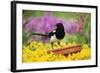 Magpie Perched on Plant-Pot in Garden-null-Framed Photographic Print