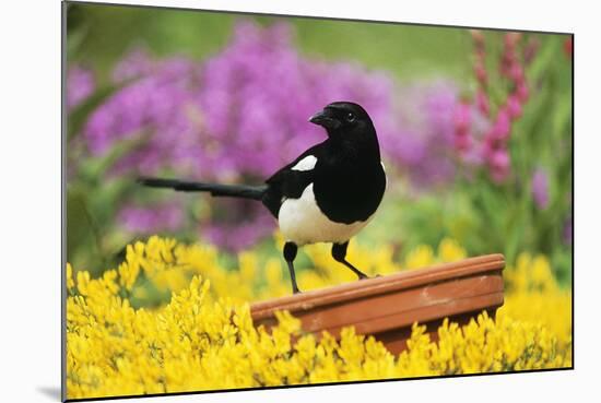 Magpie Perched on Plant-Pot in Garden-null-Mounted Photographic Print