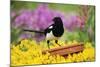 Magpie Perched on Plant-Pot in Garden-null-Mounted Photographic Print