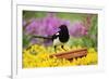 Magpie Perched on Plant-Pot in Garden-null-Framed Photographic Print