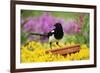 Magpie Perched on Plant-Pot in Garden-null-Framed Photographic Print