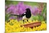 Magpie Perched on Plant-Pot in Garden-null-Mounted Photographic Print