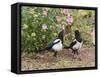 Magpie Youngsters Interacting in Garden-null-Framed Stretched Canvas