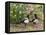 Magpie Youngsters Interacting in Garden-null-Framed Stretched Canvas
