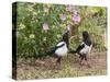 Magpie Youngsters Interacting in Garden-null-Stretched Canvas