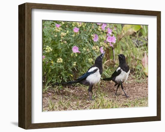 Magpie Youngsters Interacting in Garden-null-Framed Photographic Print