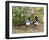 Magpie Youngsters Interacting in Garden-null-Framed Photographic Print