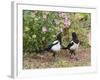 Magpie Youngsters Interacting in Garden-null-Framed Photographic Print