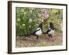 Magpie Youngsters Interacting in Garden-null-Framed Photographic Print