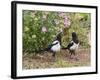 Magpie Youngsters Interacting in Garden-null-Framed Photographic Print
