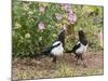 Magpie Youngsters Interacting in Garden-null-Mounted Photographic Print