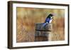 Magpie-Richard Clifton-Framed Giclee Print