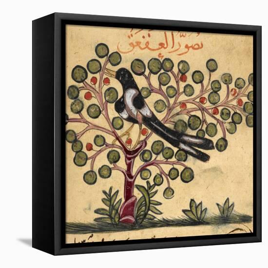 Magpie-Aristotle ibn Bakhtishu-Framed Stretched Canvas