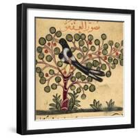 Magpie-Aristotle ibn Bakhtishu-Framed Giclee Print