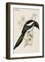 Magpie-John Gould-Framed Art Print