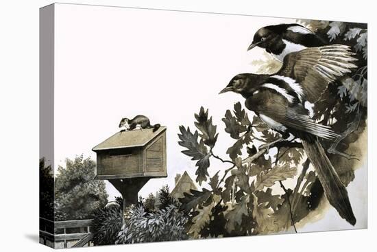 Magpies Watching a Stoat Atop a Bird House-G. W Backhouse-Stretched Canvas