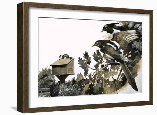 Magpies Watching a Stoat Atop a Bird House-G. W Backhouse-Framed Giclee Print