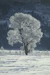 Cottonwood Tree Covered In Ice-Magrath Photography-Stretched Canvas