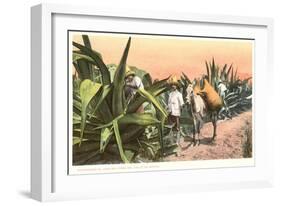 Maguey Juice Harvest-null-Framed Art Print