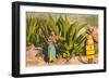 Maguey Plants and Tequila Maker, Mexico-null-Framed Art Print