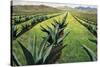 Maguey Plants with Cloudy Sky, 1999-Pedro Diego Alvarado-Stretched Canvas