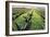 Maguey Plants with Cloudy Sky, 1999-Pedro Diego Alvarado-Framed Giclee Print