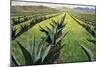 Maguey Plants with Cloudy Sky, 1999-Pedro Diego Alvarado-Mounted Giclee Print