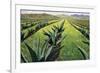 Maguey Plants with Cloudy Sky, 1999-Pedro Diego Alvarado-Framed Giclee Print