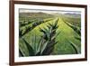 Maguey Plants with Cloudy Sky, 1999-Pedro Diego Alvarado-Framed Giclee Print