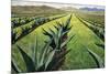 Maguey Plants with Cloudy Sky, 1999-Pedro Diego Alvarado-Mounted Giclee Print
