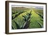 Maguey Plants with Cloudy Sky, 1999-Pedro Diego Alvarado-Framed Premium Giclee Print