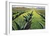Maguey Plants with Cloudy Sky, 1999-Pedro Diego Alvarado-Framed Premium Giclee Print