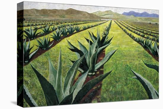 Maguey Plants with Cloudy Sky, 1999-Pedro Diego Alvarado-Stretched Canvas