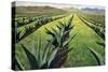 Maguey Plants with Cloudy Sky, 1999-Pedro Diego Alvarado-Stretched Canvas
