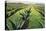 Maguey Plants with Cloudy Sky, 1999-Pedro Diego Alvarado-Stretched Canvas