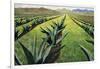 Maguey Plants with Cloudy Sky, 1999-Pedro Diego Alvarado-Framed Giclee Print