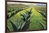 Maguey Plants with Cloudy Sky, 1999-Pedro Diego Alvarado-Framed Giclee Print