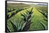 Maguey Plants with Cloudy Sky, 1999-Pedro Diego Alvarado-Framed Stretched Canvas