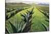 Maguey Plants with Cloudy Sky, 1999-Pedro Diego Alvarado-Stretched Canvas